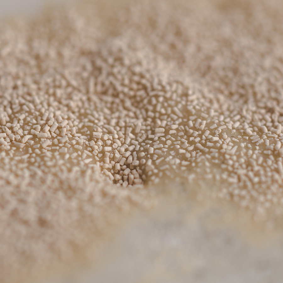baking yeasts