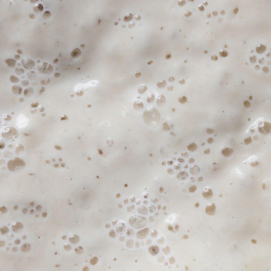 sourdough starters